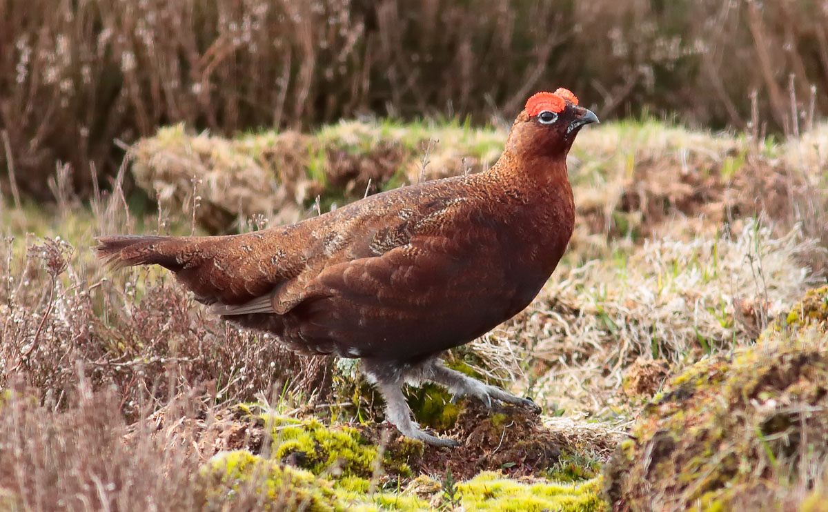 Red Grouse_S1Q4314