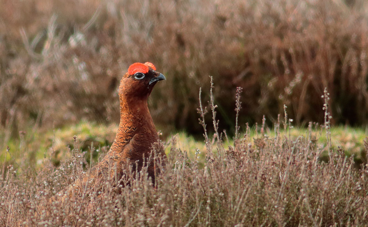 Red Grouse_S1Q4320