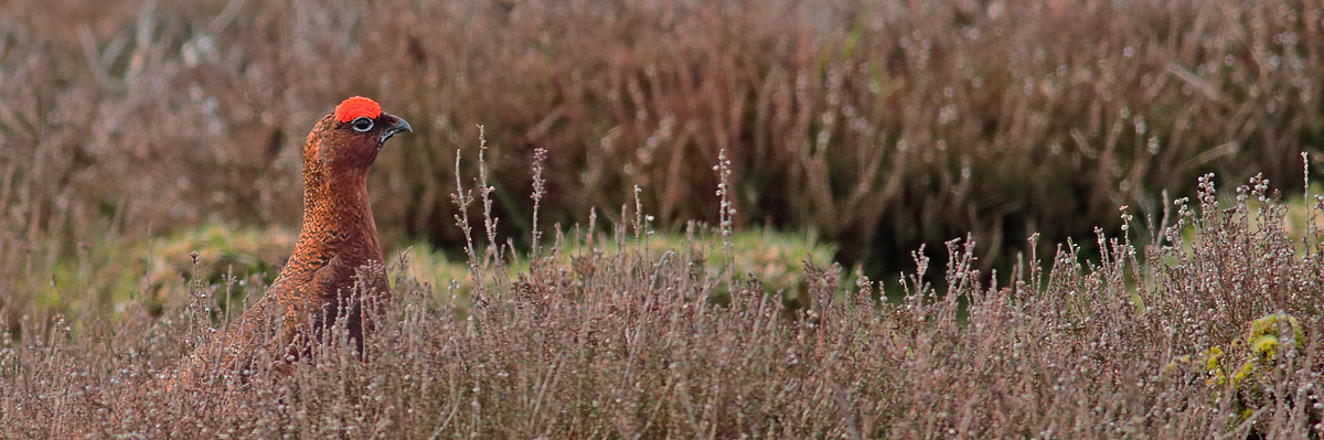 Red Grouse_S1Q4326
