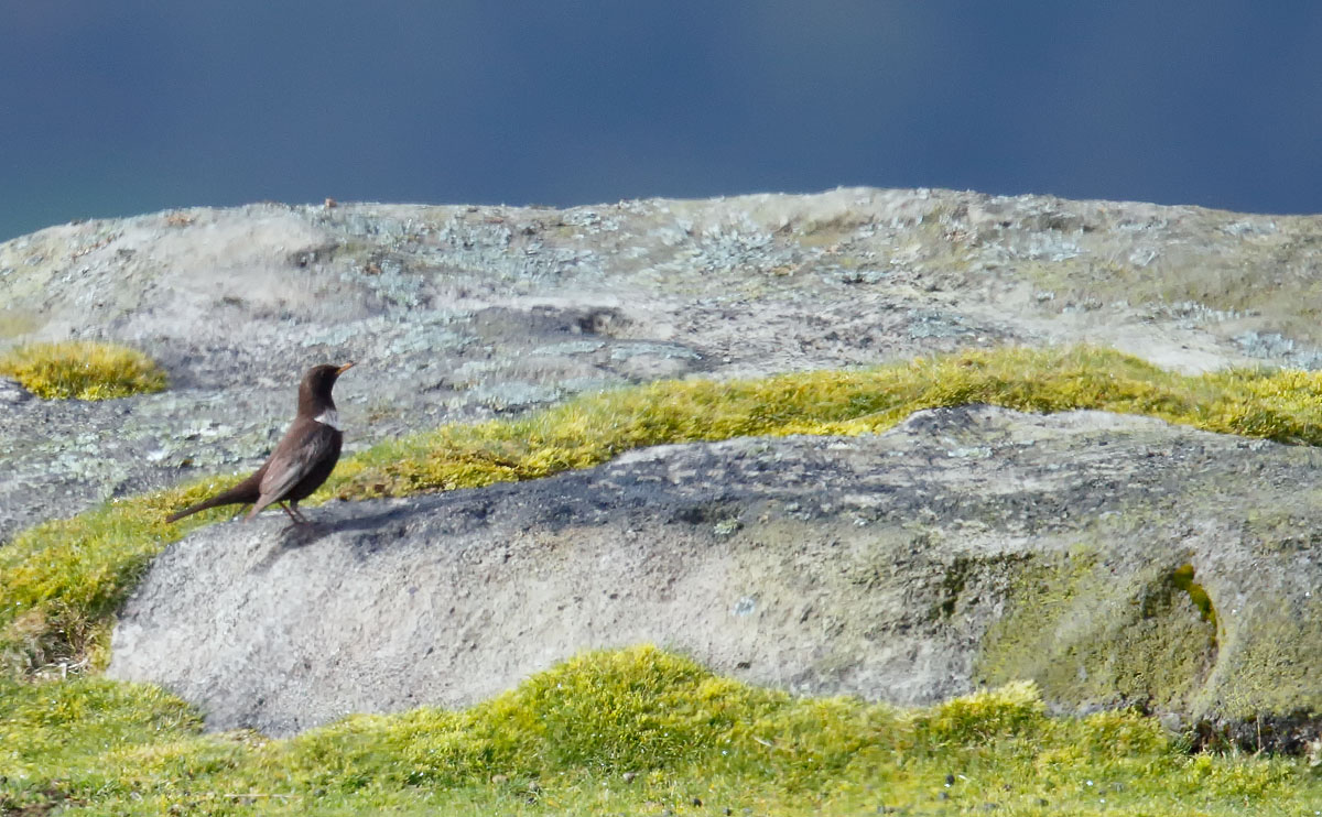 Ring Ouzel_J4X9271
