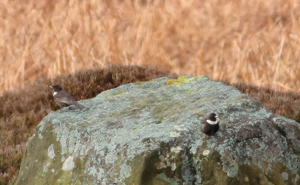 Ring Ouzel_S1Q3036