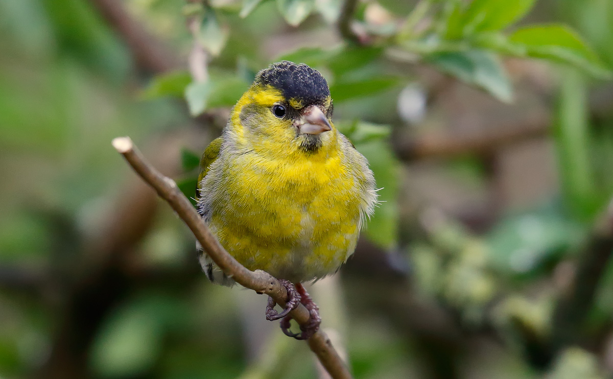 Siskin_J4X9371