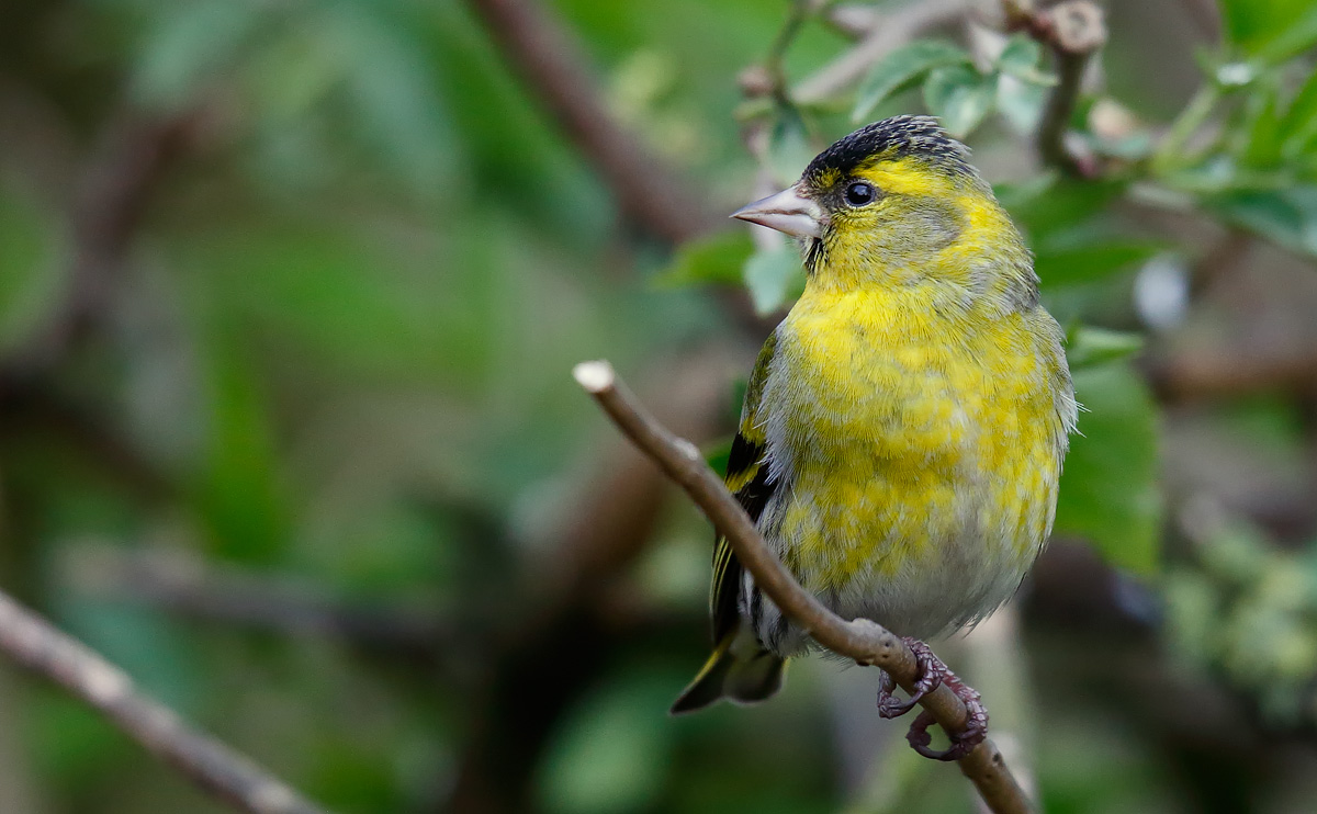 Siskin_J4X9378