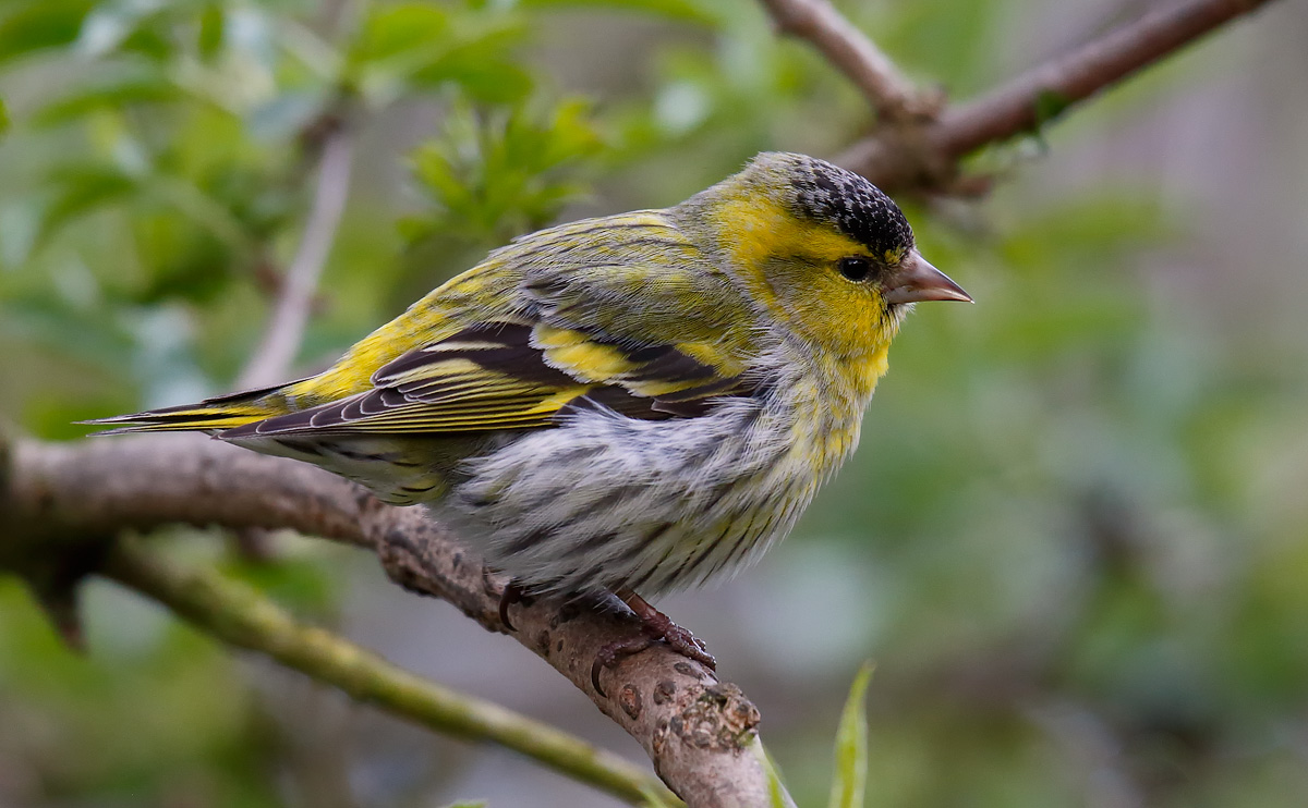 Siskin_J4X9479