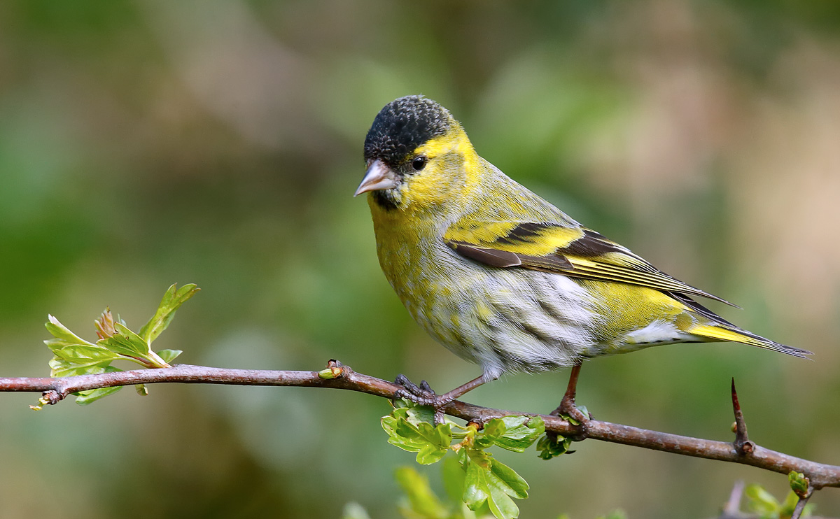 Siskin_J4X9631