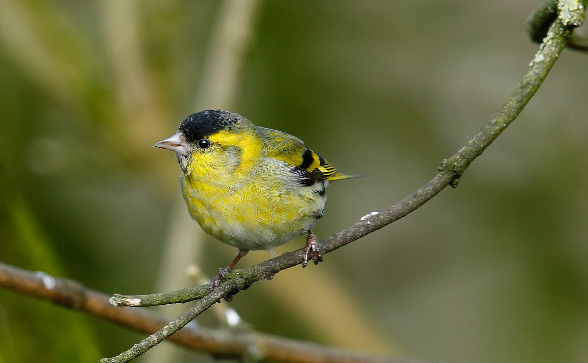 Siskin_J4X9892