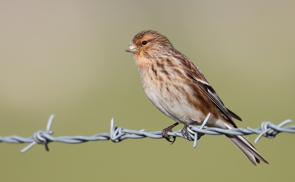 Twite_J4X0398