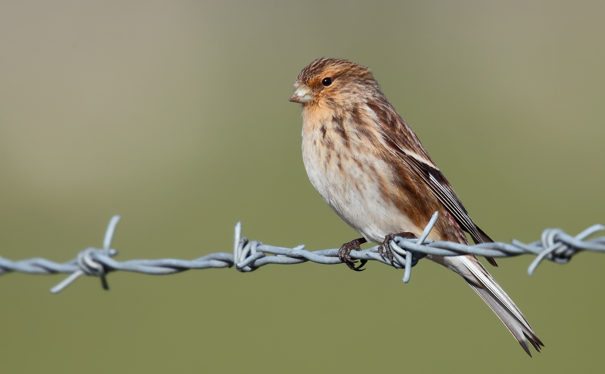 Twite_J4X0403