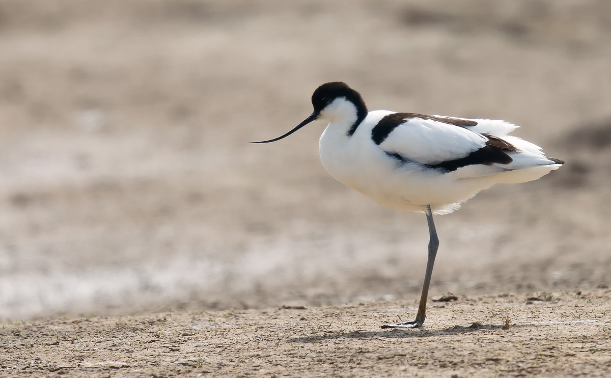 Avocet_J4X1160