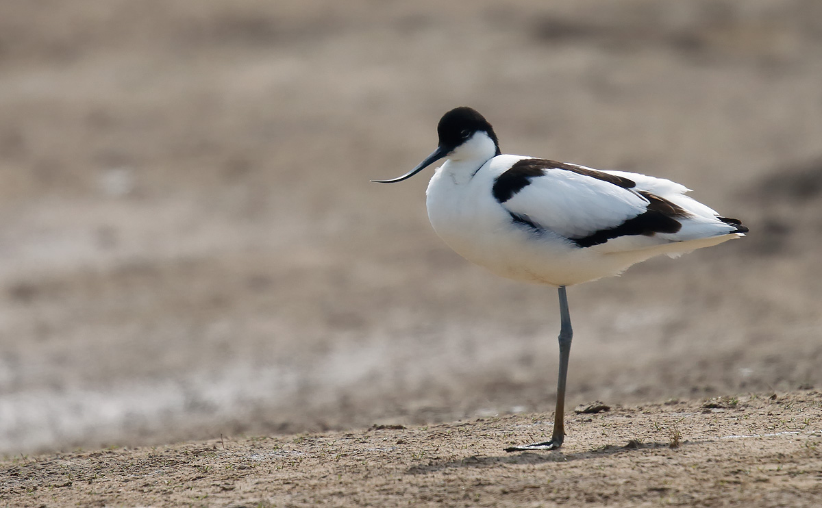 Avocet_J4X1168