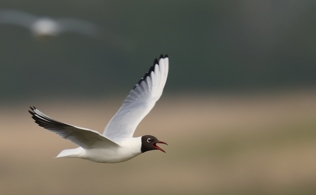 BHGull_J4X1069