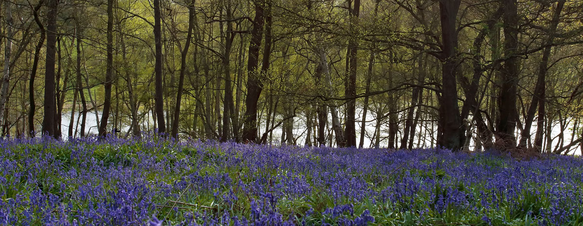 Bluebells_S1Q4353