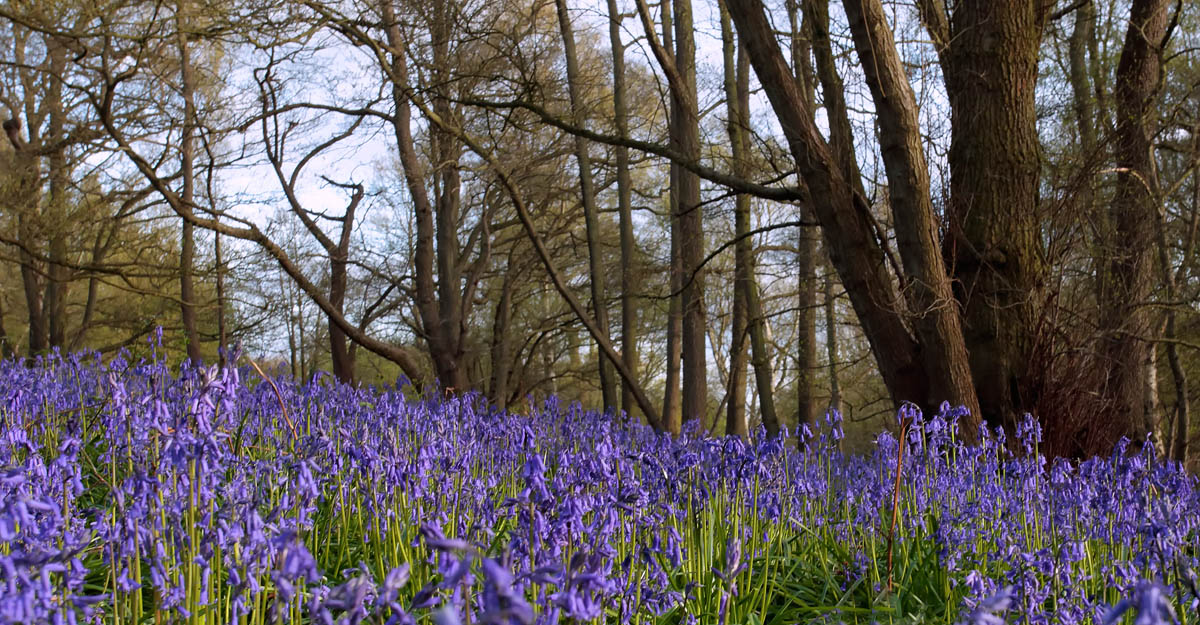 Bluebells_S1Q4358