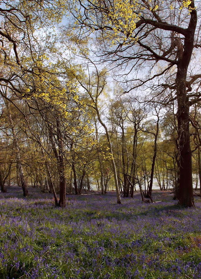 Bluebells_S1Q4362