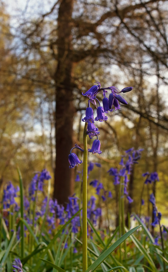 Bluebells_S1Q4382