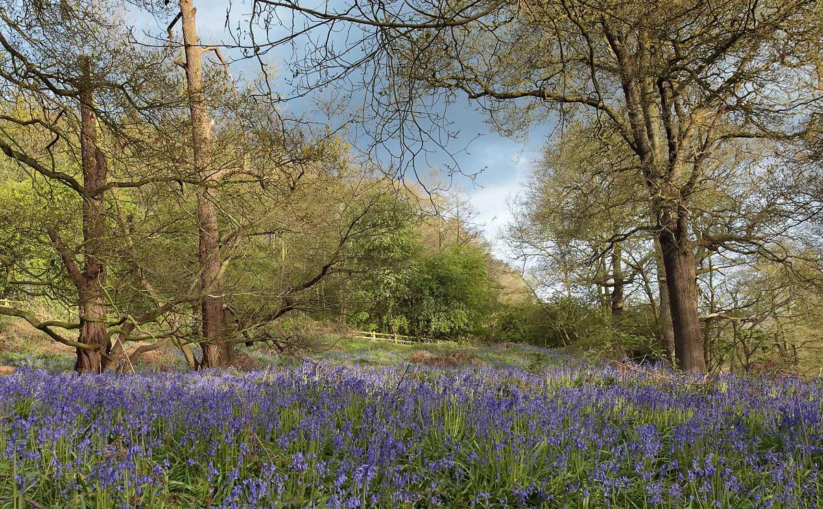 Bluebells_S1Q4386