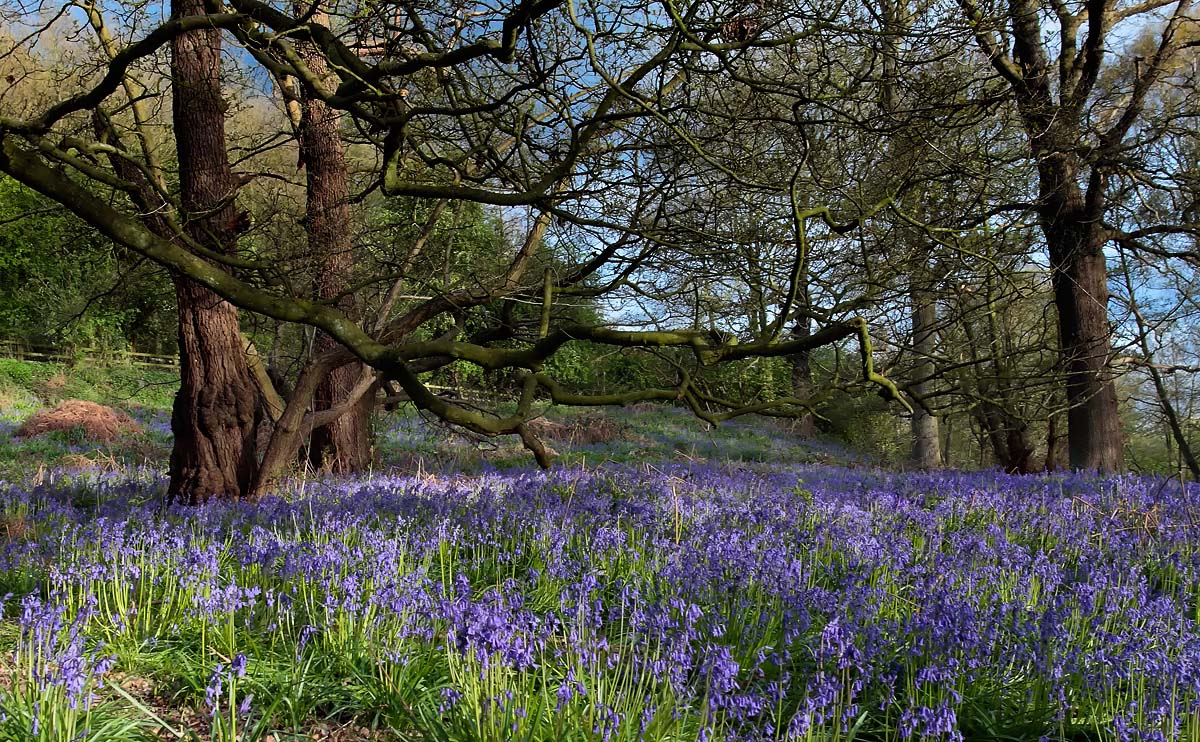 Bluebells_S1Q4388
