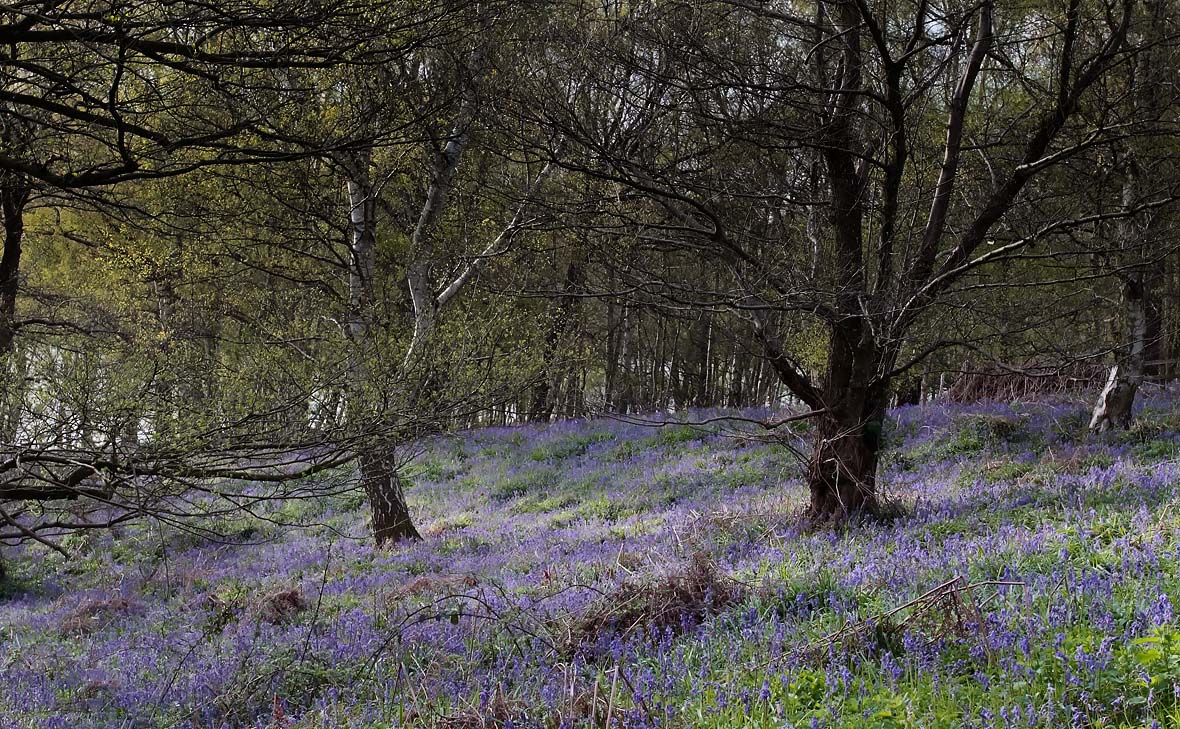 Bluebells_S1Q4398