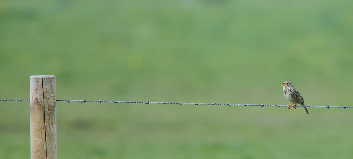 Corn Bunting_J4X1204