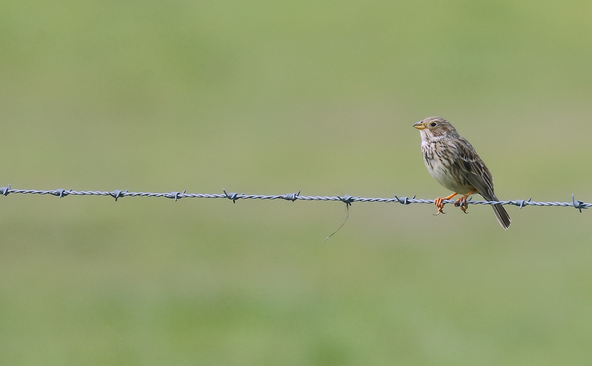 Corn Bunting_J4X1211