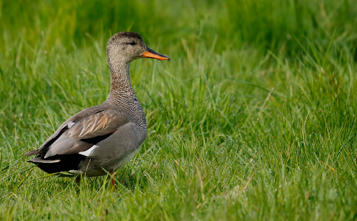 Gadwall_J4X0786