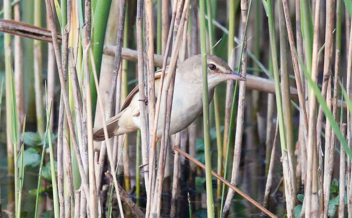 Great Reed Warbler _J4X1238