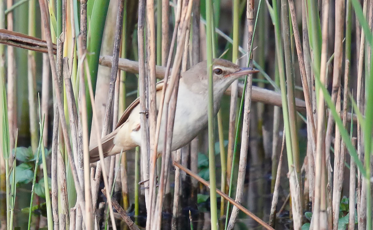 Great Reed Warbler_J4X1241