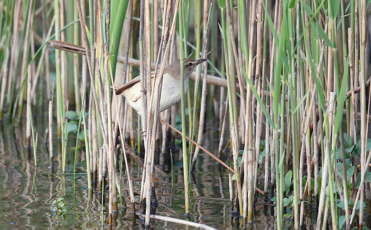 Great Reed Warbler_J4X1242