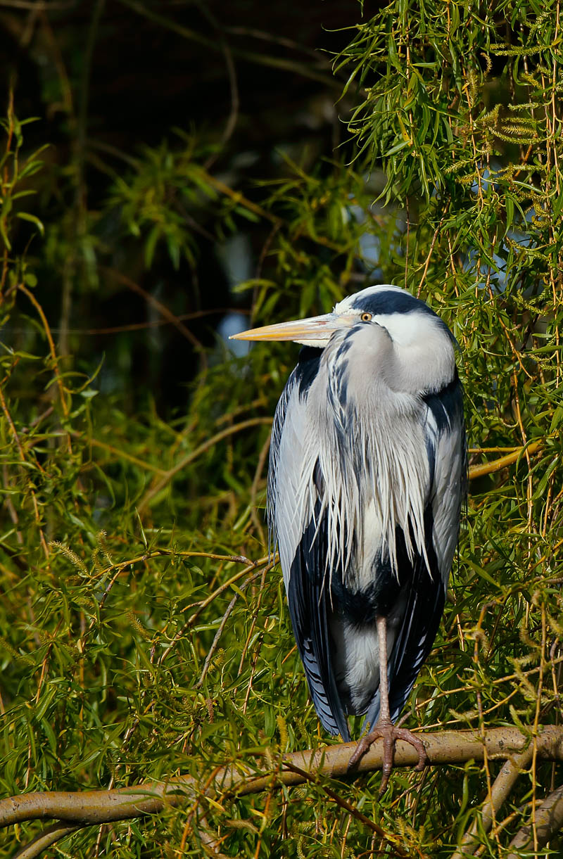 Grey Heron_1 J4X0696