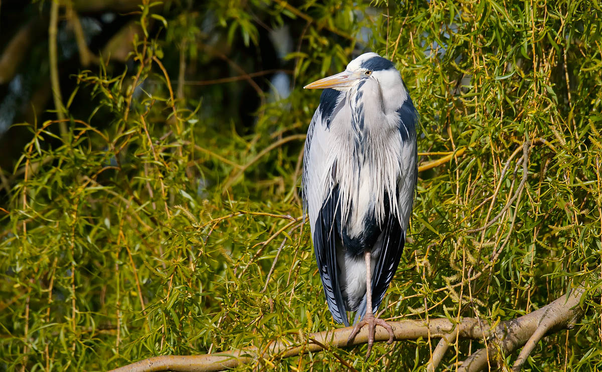 Grey Heron_J4X0695