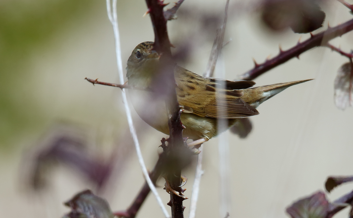 Gropper_J4X0900