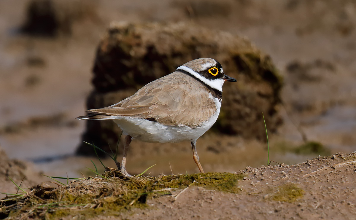 LRP _J4X1096