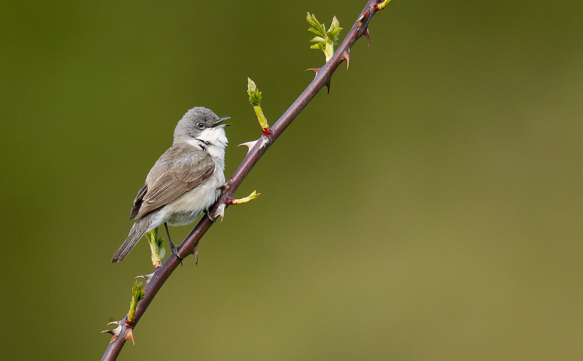 Lesser Whitethroat_J4X0818