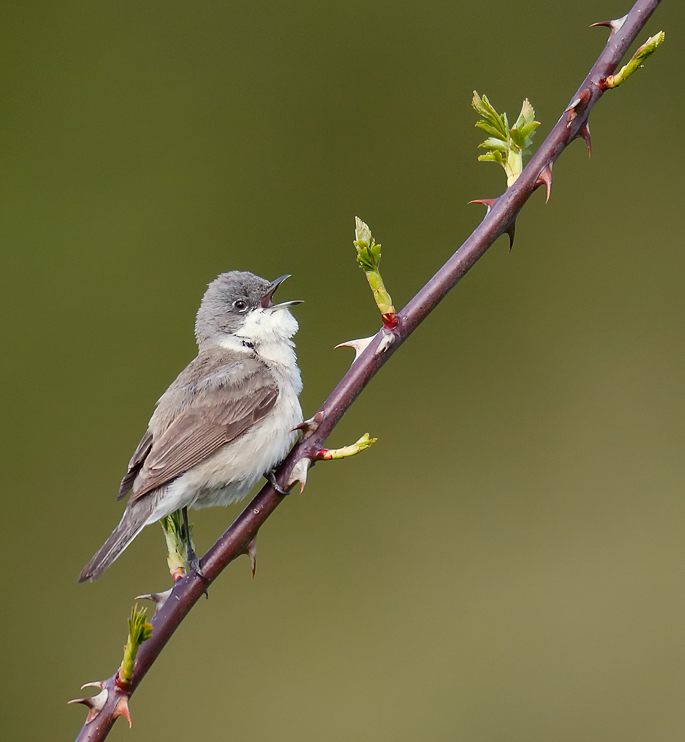 Lesser Whitethroat_J4X0833