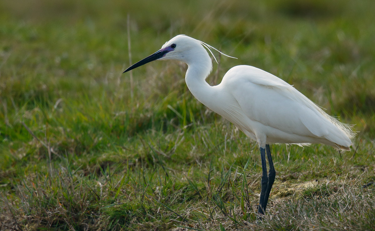 Little Egret_J4X1075