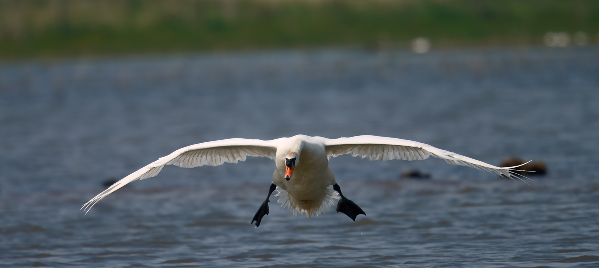 Mute Swan_J4X1107