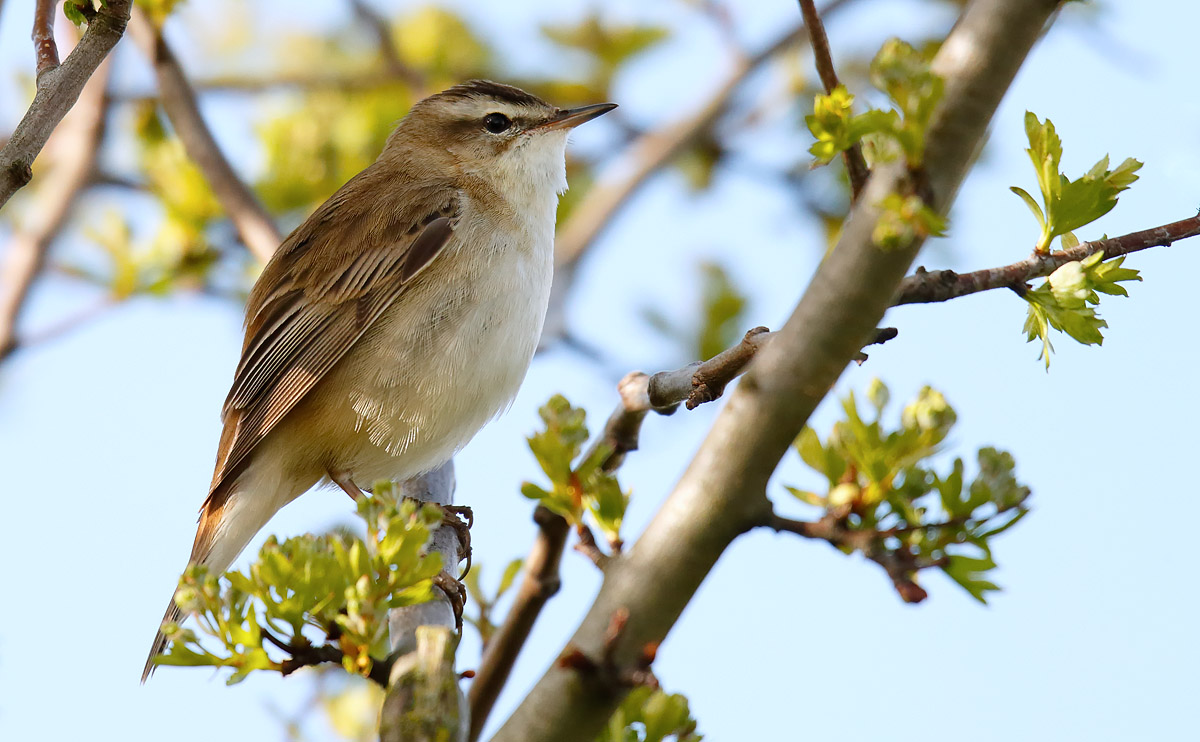 Sedge Warbler_J4X0674