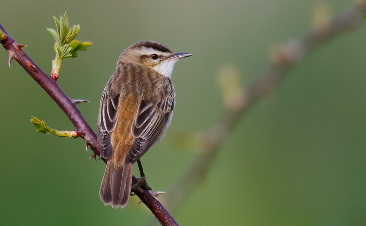 Sedge Warbler_J4X0782