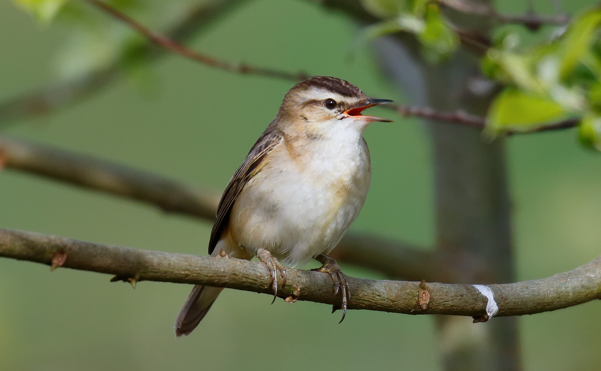 Sedge Warbler_J4X0798