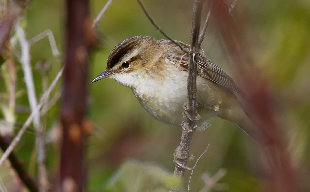 Sedge Warbler_J4X0809