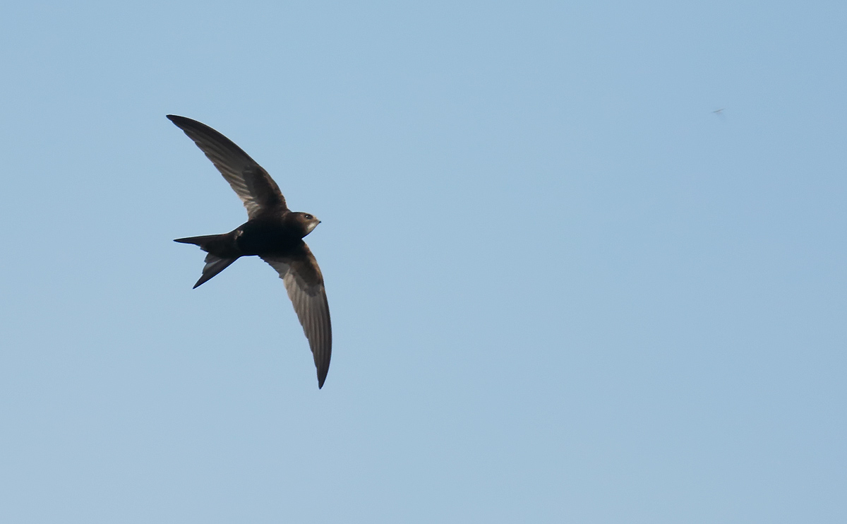 Swift_J4X0942