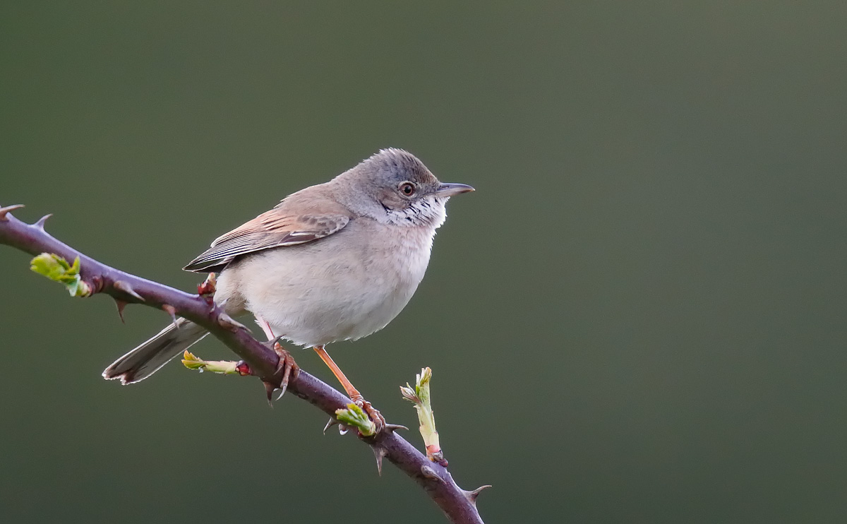 Whitethroat_J4X0865