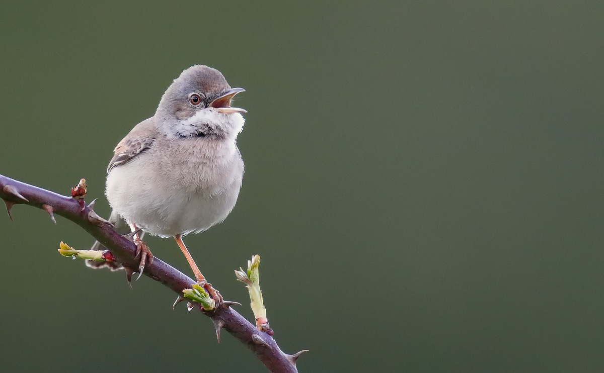 Whitethroat_J4X0873