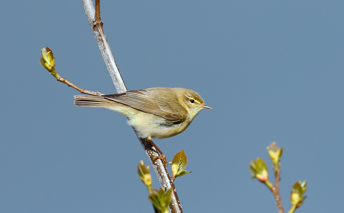 Willow Warbler_J4X0920