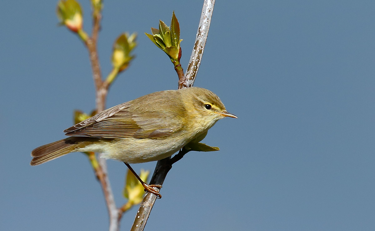 Willow Warbler_J4X0925