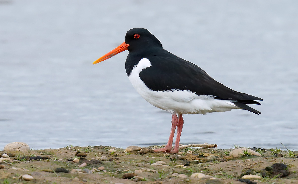 Oystercatcher_J4X1486
