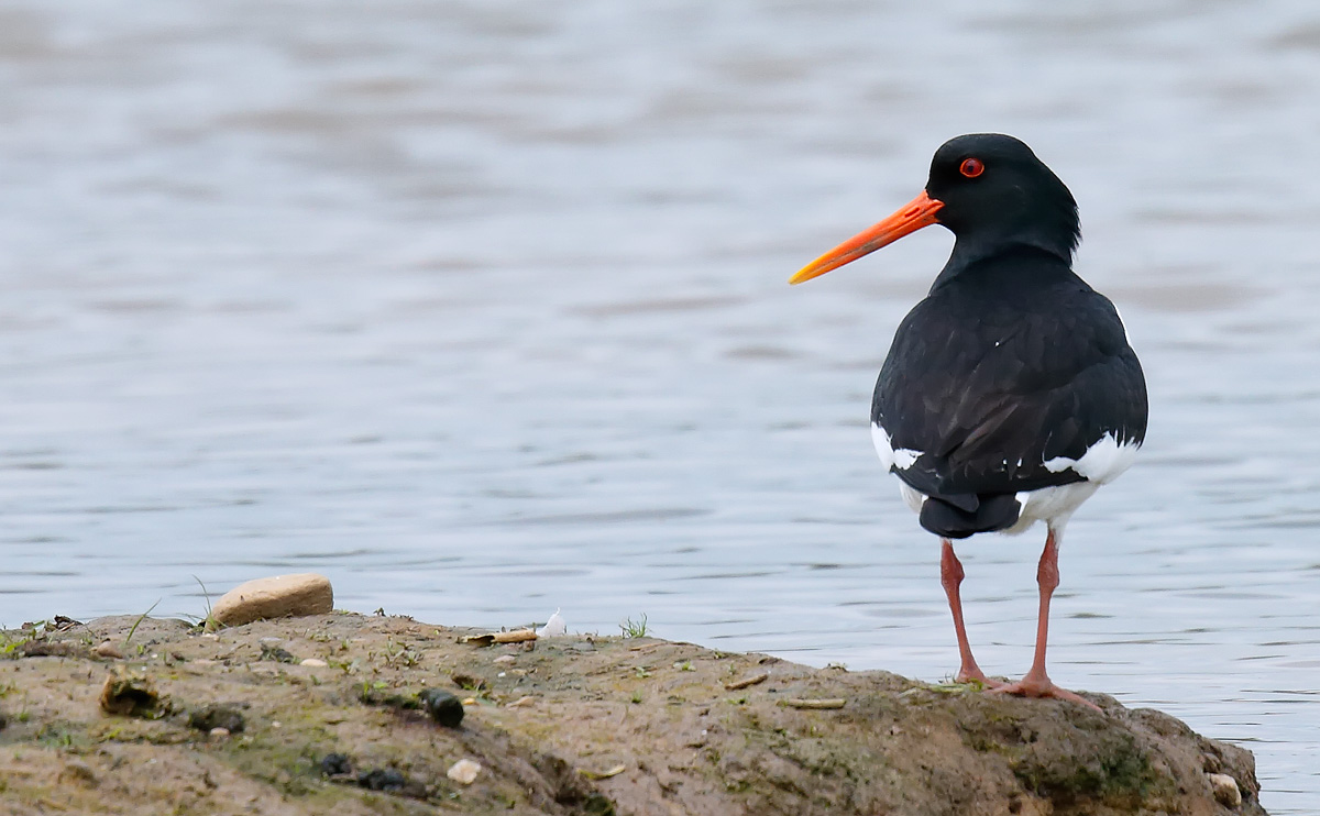 Oystercatcher_J4X1494