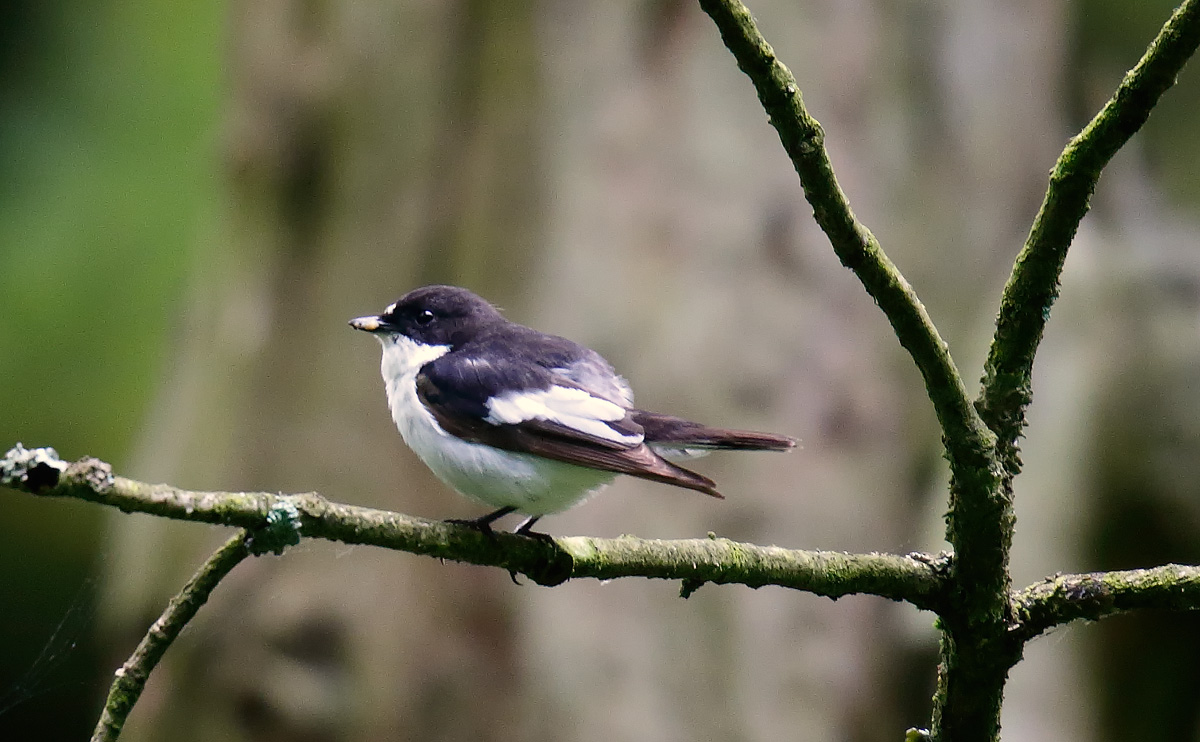 Pied Flycatcher_J4X1566