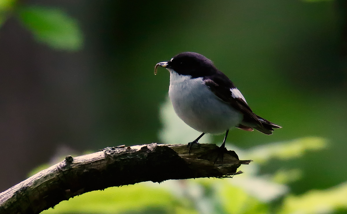 Pied Flycatcher_J4X1574