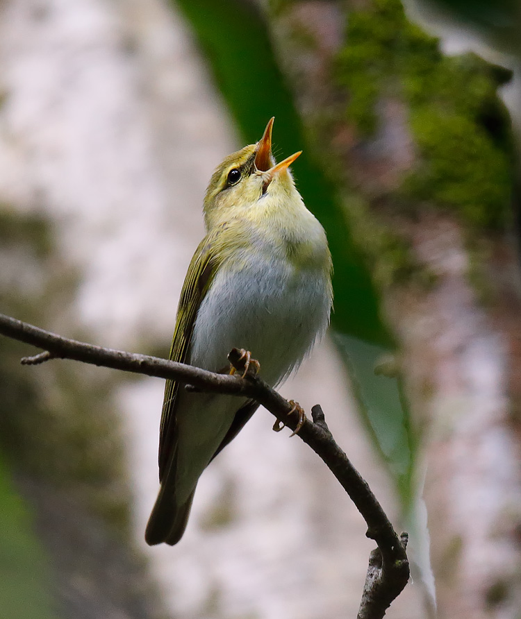 Wood Warbler 1_J4X1541